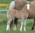 2010%20A%20Honey%20Bubbles%20foal%20web%2019th%20May.jpg