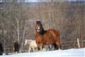 DSC_1411.JPG