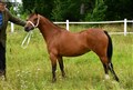 DSC_2806-1.JPG