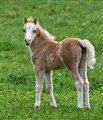 DSC_4339.JPG
