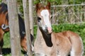 DSC_4438.JPG