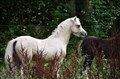 DSC_7524.JPG