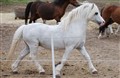 DSC_8577-1.jpg