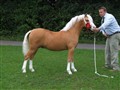 supreme at blaenavon silver show.jpg